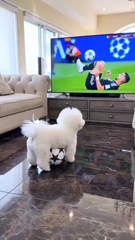 Dog Copying from TV hahaha 😂😂🤣😂🤣😂🤣😂🤣😂🤣🤣😂😂 #funnydog #dogsoftiktok #funnyvideo #fyp #usa🇺🇸 