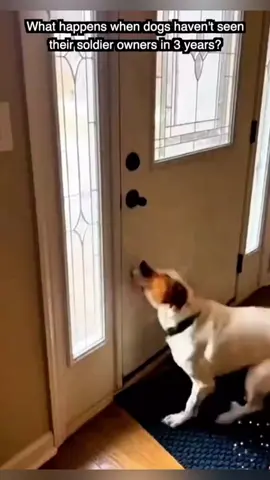 Dogs' sincere affection for humans 😘❤️  #cute #pet #cat #dog #foryou #typ