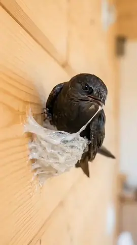 One Tiny Bird, One Amazing Creation #bird #swiftlet #birdnest #naturewonder #wildlifefacts 
