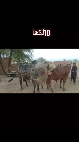 #Mashallah #sangat✌️🔥 #سنگت_ویڈیو_وائرل_کریسو_آپ_ہیں🥀🌼🙈✨🎇 #onthisday #faiypppppppppppppppppp💔👍🏻♥️🤲🏻❤️💞😘🌺🤲🏻🤲🏻👍🏻📷🎤🐂👆🏻🙈🙈✌️ 🙏🏻🙏🏻🙏🏻 faipfaiofaipfaipfsip 