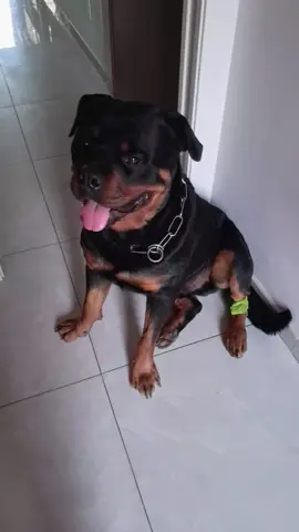 farmi correre sempre dal veterinario si....ma.la.fame nn ti passa mai ciruzzo ❤️❤️❤️❤️