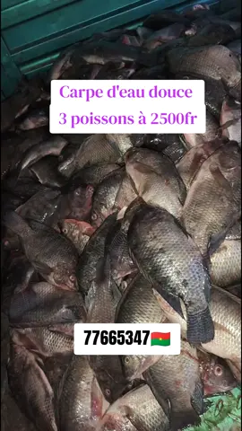 #carpeeaudouce #bonpoisson #carpebraisée #carpe #poissoncarpe