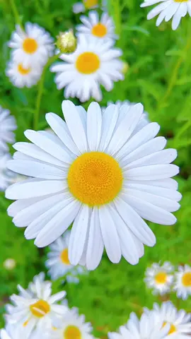 Đi giữa cánh đồng hoa mới biết… bình yên thật ra đơn giản lắm 🌸🍃 #canhdonghoa #vuonhoa #chill #hoadep #xuhuong