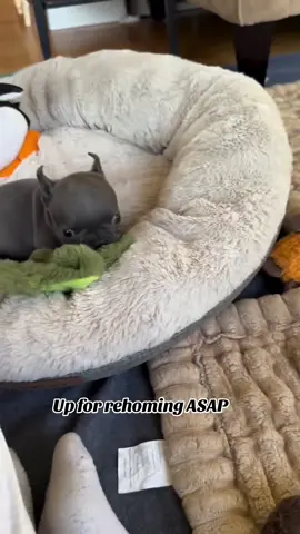 Cute, playful and healthy. Seeking a safe, loving Forever home. Adoption Inquiries Welcome 🏡 ❤️ 🐶 🐾  #FrenchiePuppies #PuppyTok #DogLovers #FrenchBulldog #FYP 