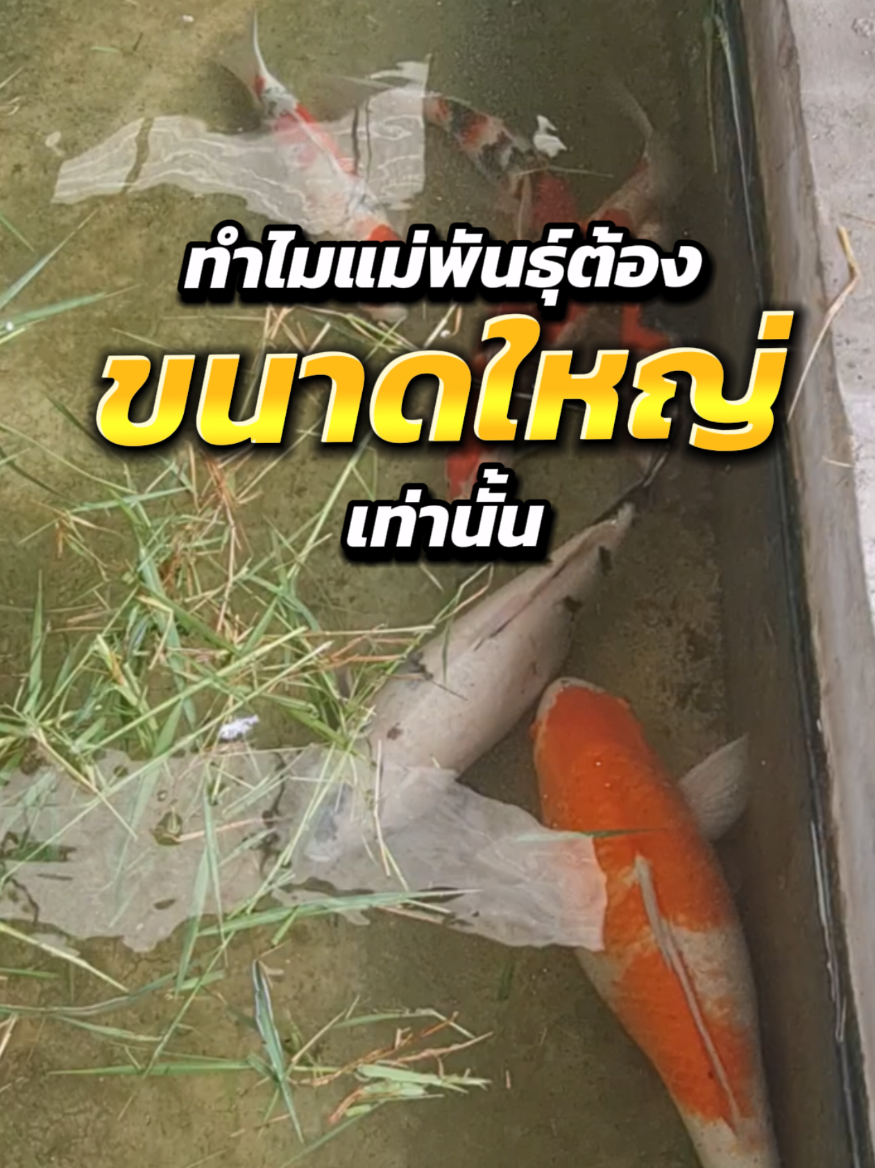 😘สาระดีๆ..มีไว้แบ่งปัน😘 #โชคดีณคาร์พฟาร์ม #อาณาจักรปลาหลักร้อย #ปลาคาร์พโพธาราม 