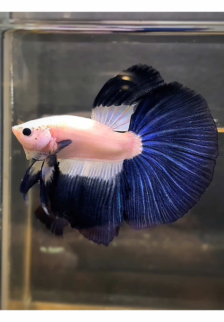 Halfmoon bluerim pola bicolor ekor lebar biru merona tersedia disini yah✅. #bluerim #halfmoonbluerim #cupanghalfmoon 