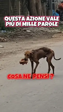 #superlikelira #neiperte #4zampe 