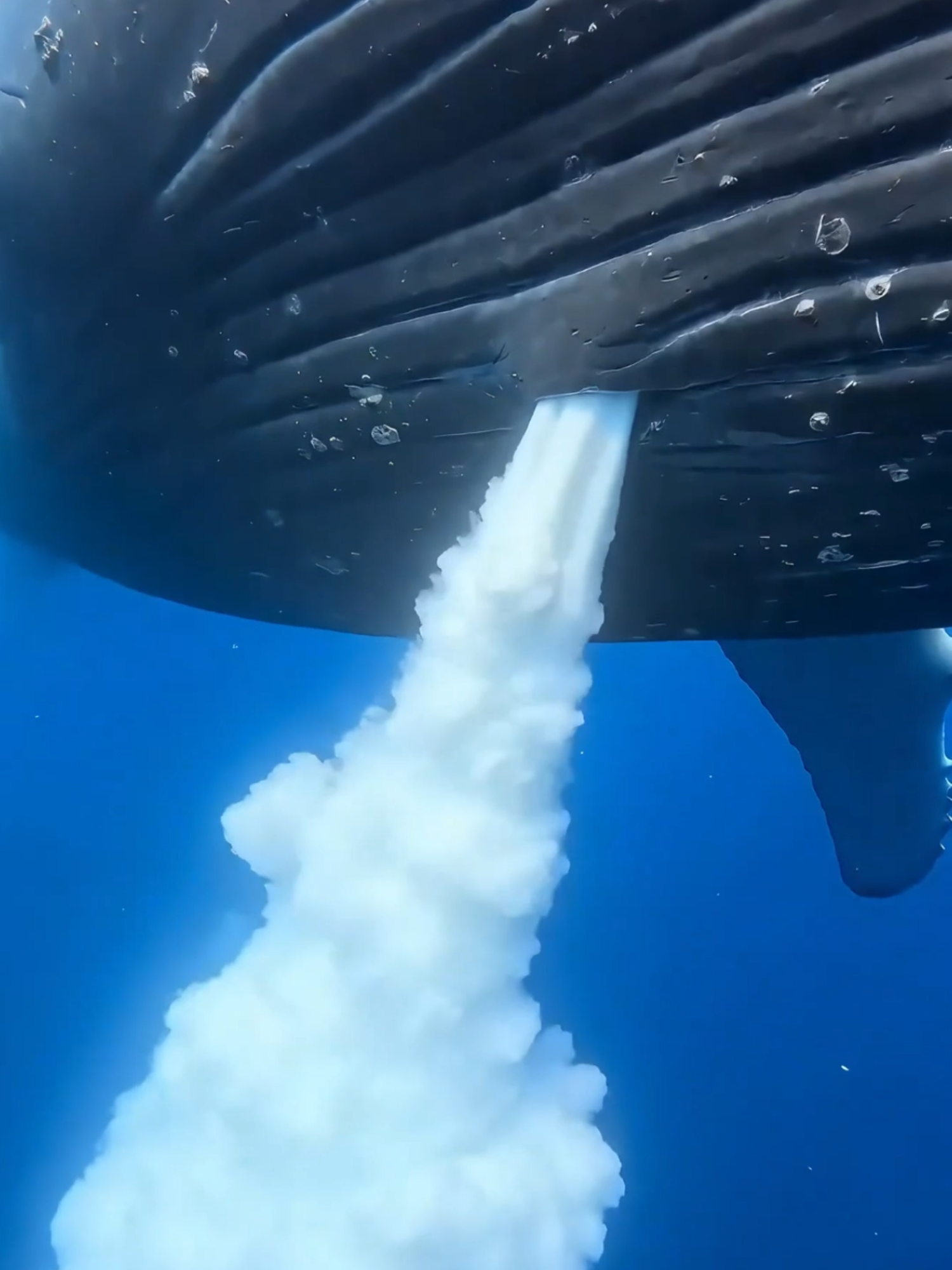 The Incredible Underwater Cloud of Whale Milk! 🐋☁️ #whale #amazing #oceanlife #marinelife #fypシ゚
