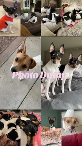 Our Terrier Trio 🐶🦴🐾#dogsoftiktok #tiktoktemplates #ratterriersoftiktok #cutedogs #photodump