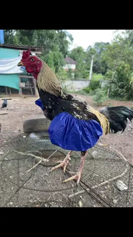 กันน้ำ ถุงคลุมปีกไก่#อุปกรณ์ไก่ชน 