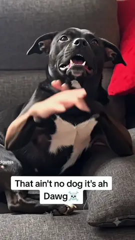 if you grab a bite you tutorial ai dog tutorial ion think he playin   That ain't no dog it's ah Dawg if you grab a bite you ai dog tutorial  if you grab a bite you ai dog Tutorial, Follow me to use this template, if you grab a bite you how to ai dog, if you grab a bite you how ai dog, if you grab a bite you tutorial, if you grab a bite you original ai, if you grab a bite you ai dog beagle, finesse2tymes bite you tutorial, finesse2tymes bite you use filter, if you grab a bite you original filter, if you grab a bite you how to original, if you grab a bite you original dog, if you grabe me imma bite you dawg  Just let me fade you, just let me fade you, don't grab me. If you grab me, I'm gonna bite you.
