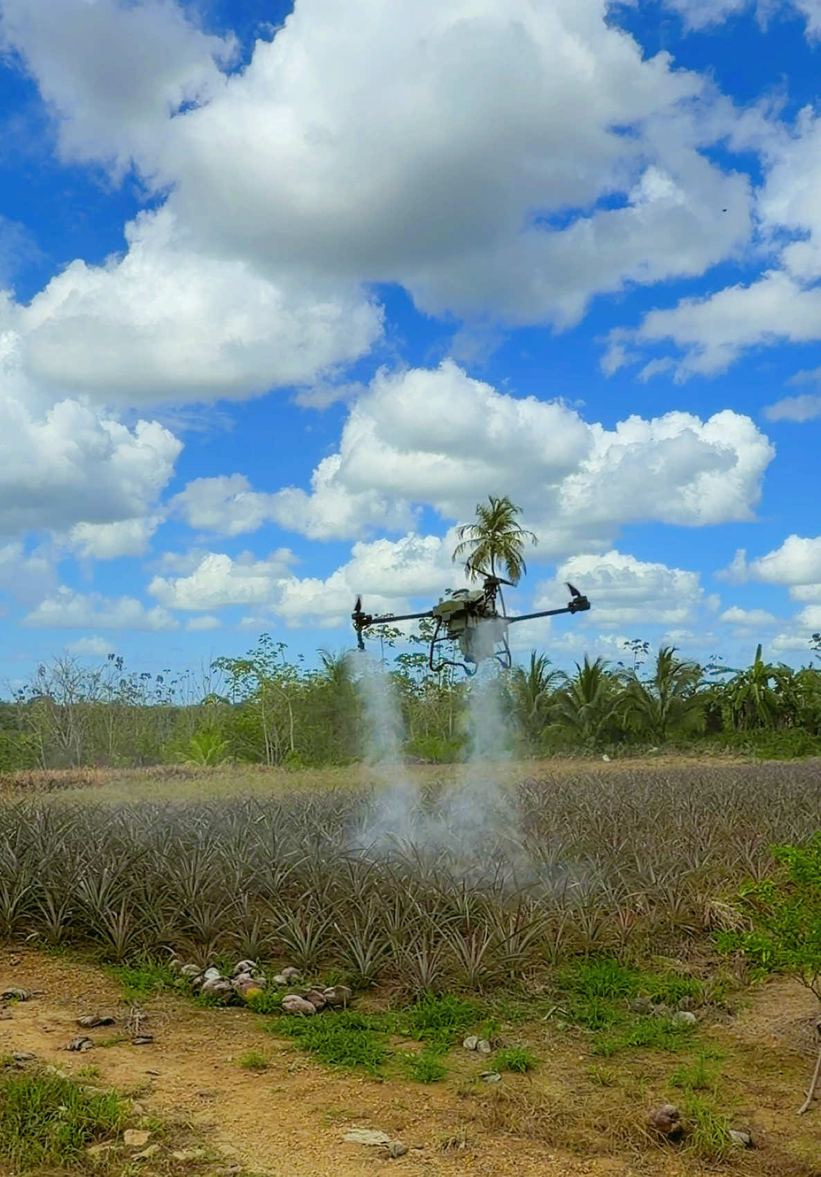 🍍 PRECISION FROM ABOVE! PINEAPPLE SPRAY APPLICATION IN ACTION. With dense plant structure and large field coverage requirements, pineapple production demands timely and uniform applications. CropCopters™️ utilizes UAV precision spraying to deliver calibrated coverage, efficient canopy penetration, and reduced field downtime, helping farmers protect crops while improving operational efficiency. 🚁 Precision Agriculture | Pineapple Production | UAV Spraying 🌱 Timely Applications | Crop Protection | Sustainable Farming 📞 CropCopters™️ | 868-783-8099.        #fyp #fypシ #fypシ゚viral #trending #trini_tiktoks 