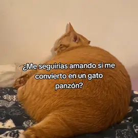 . #pinchetiktokponmeenparatii #gatitos #identificarse #cats #dedicarr 