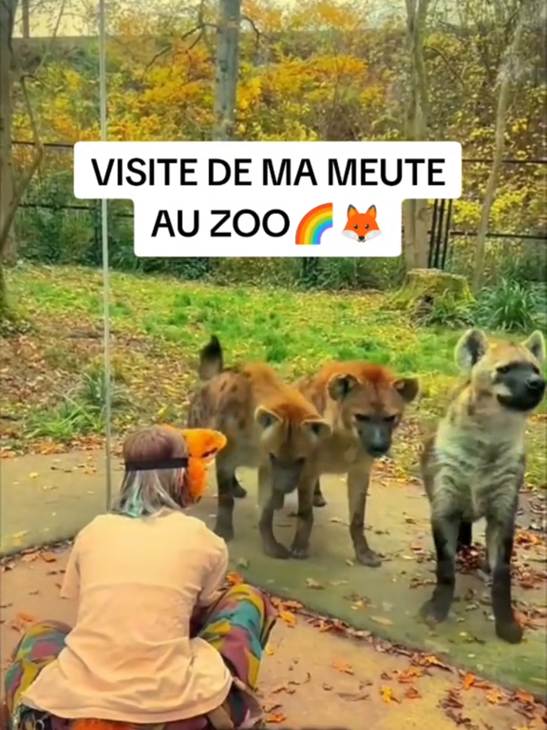 visite de la meute au zoo !! #animal #therian #quadrobics #meute #quadrobicspractice 
