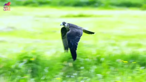 Peregrine falcon 🦅, Wild Animals #documentary #wildlife #reels #hindi 