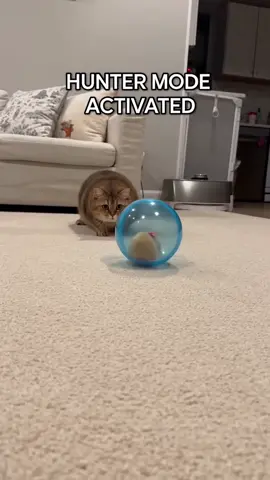 Stop scrolling! Wake up your lazy cat's hunting instincts with this interactive toy. 🐾 Link in cart! #CatToys #InteractiveCatToy #LazyCat #BoredCat #CatTok 