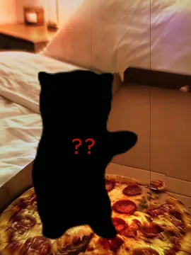🥸Cat edit. Loop this. (Song: HACHIMI MAMBO FUNK) #hachimi #CatTok #phonk_music #viral #fyp