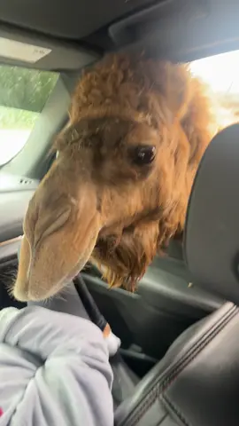 Don’t mind my wheezy laugh, I couldn’t contain myself 🤣🤣 #camel #fyp 