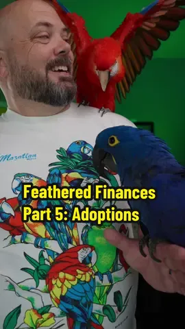 Feathered Finances Part 5: Adopting parrots on your own #parrot #petbird #rescuebird #pets 
