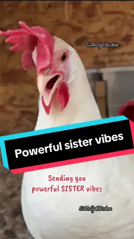 Sending you powerful ‘Sister vibes’ from my chicken. You feel that? #sister #sistah #sis #sisterhood #simellychicken 