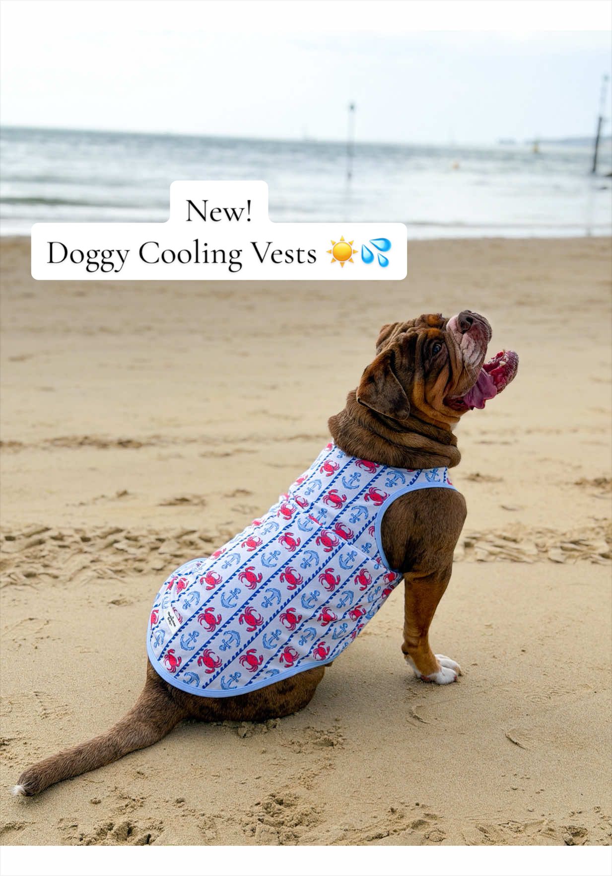 The Doggy Cooling Vests are officially available to shop now! 💦 10 Designs, Size Small - 6XL. Perfect for keeping your Dog cool and comfortable throughout the heatwave! ☀️ Soak the vest under the cold tap🚰 and wring the excess water out 💦 You can even leave them in the Fridge we recommend for 10-15 minutes to keep them colder for longer ❄️ #dogs #dogcoolingvest #fyp #newproduct 