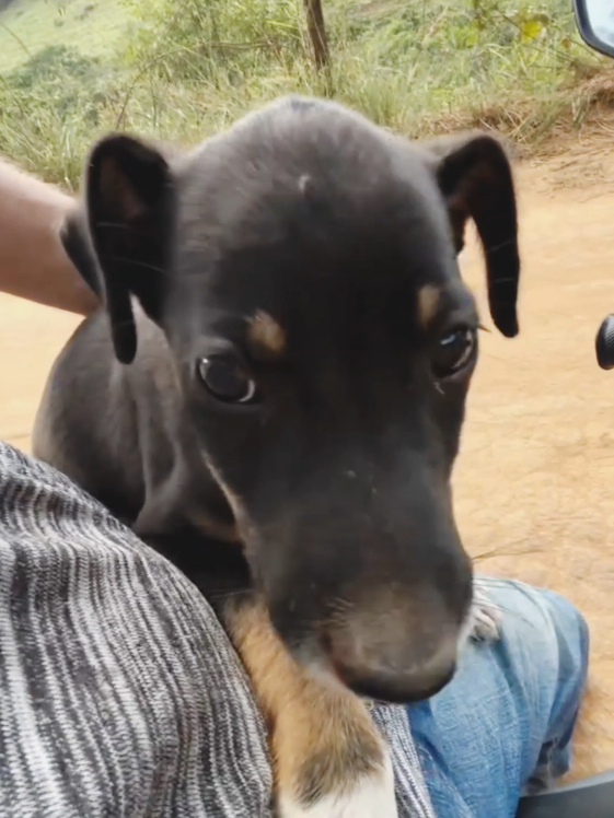 a esperança sempre chega para os que não tem voz... #cachorro #cachorroabandonado #dog 
