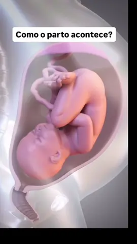 O que acontece dentro do corpo durante o parto? 🧬 Essa animação mostra a perfeição de cada contração, o bebê rotacionando para encontrar o melhor caminho e o momento final da dequitação da placenta.  #foryou #viral #gravidez 