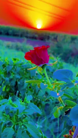 #میرا_سوہنا_پنڈ_اچلکے😇🌾🌴🌺 #dontunderviewmyvideos🥀 #unfreezemyaccount #foryoupage❤️❤️ #faisalmayo 
