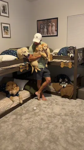 Our foster puppies have settled in so nicely 🥹 we love having these little guys around, it almost made Bauer calm 😂 #dogsoftiktok #dogsoftiktokviral #fosterpuppy #goldenretriever #germanshepherd 