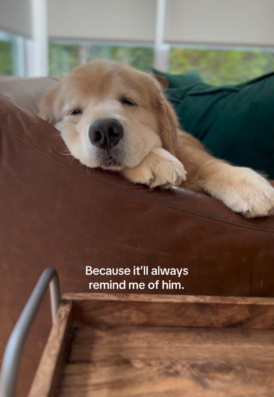 The little signs that a house is a home. ❤️ #dogsoftiktok #goldenretriever 