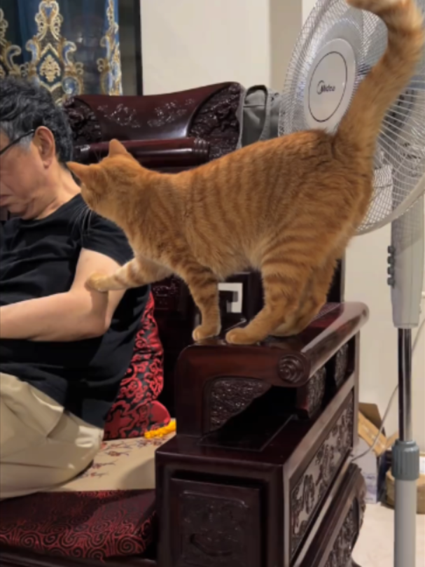 ông ngoại chơi vs con đi mừ #meow