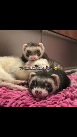 FERRETS 💋 #ferret #cute #twin #fyp #pet 