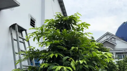 CHIA SẺ. Thuốc phun. Siêu chạy đọt cho cây mai