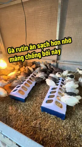 Gà rutin ăn sạch hơn nhờ máng chống bới này#xuhuong #garutin #ganhonhatthegioi #gacanh #gacanh 