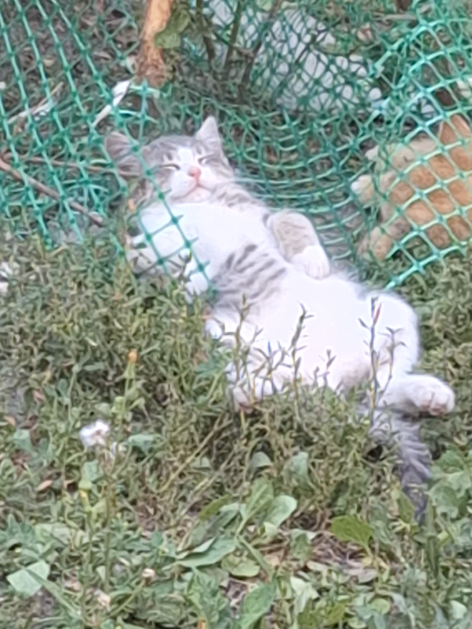 #kitty #cute #recommendations #cat 
