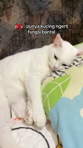 mana gamau sendiri, maunya sharing 😭🙏🏻 #fyp #foryou #cat #kucinglucu #kucing 