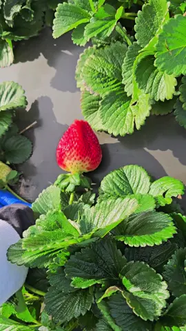 #Trabajando cosechando fresas dulces 