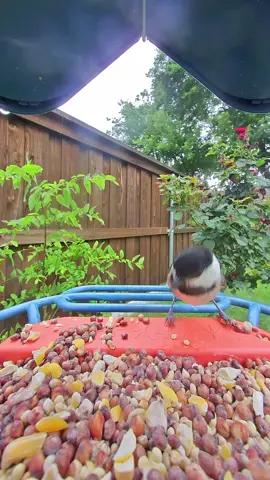 Welcome this tiny backyard acrobat to the Bird Buddy feed: the Carolina Chickadee! They might be small, but they have the biggest personalities. Have you ever heard their iconic song? These black-and-white cuties are always the most energetic guests at the feeder. ⚡️🖤 #birdbuddy #carolinachickadee #chickadee #birdsong #naturevibes  