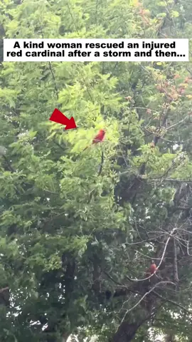 A kind woman rescued an injured red cardinal after a storm and then...#rescue #lovestory❤️ #Love #bird #redcardinal 