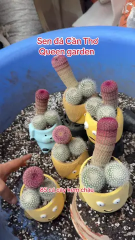 Mẫu cu bên e #hot #sendacanthoqueengarden #sendacantho #xuongrong_🌵 