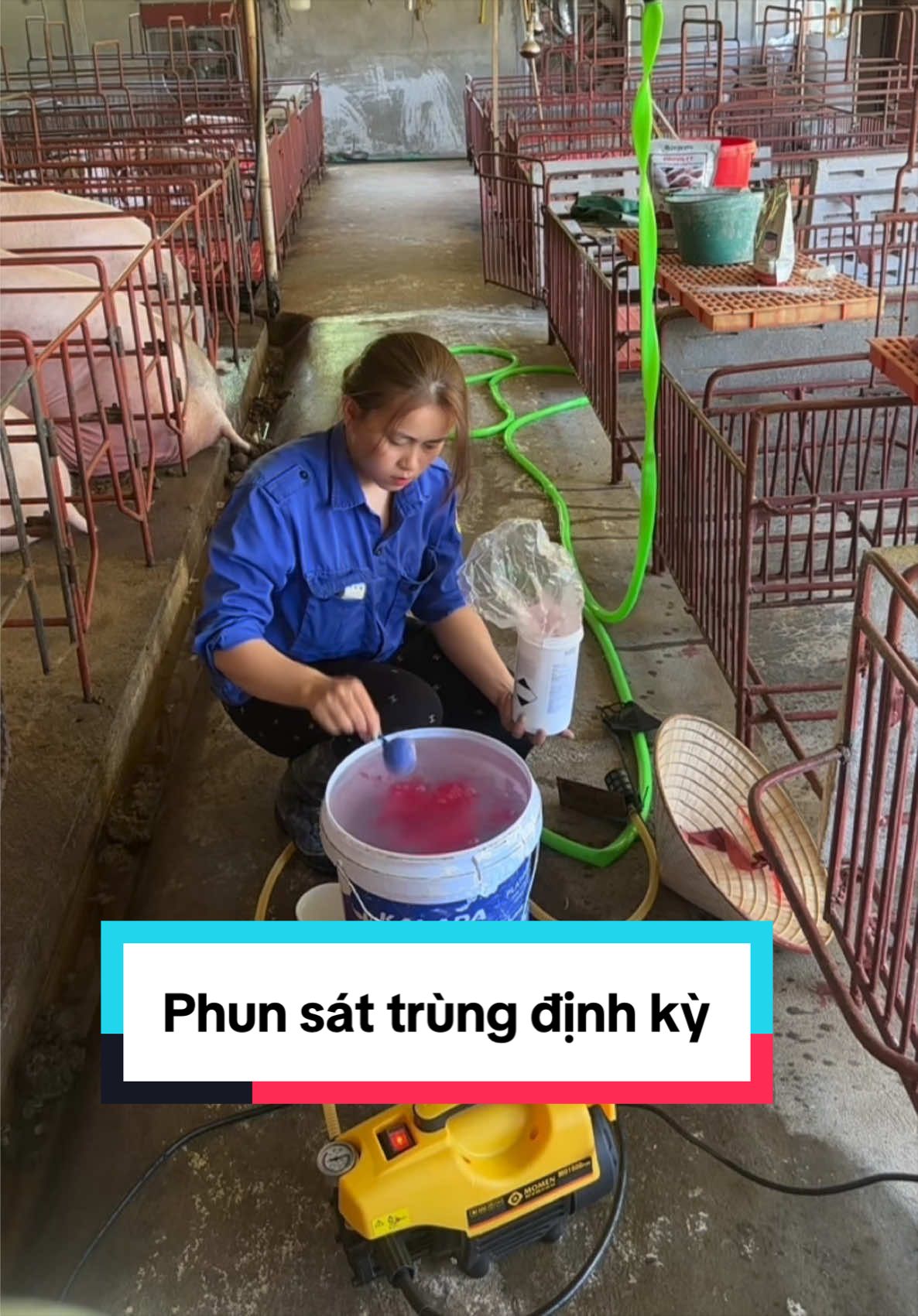 Phun sát trùng để giảm áp lực mầm bệnh chứ sát trùng k phải th.tiên #quynhchannuoi #hoichannuoinaisinhsan #thietbichannuoiheo #channuoiheo 