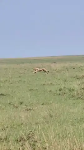 Cheetah Looks Like It Wasn’t Even Hunting at Full Strength During This Wild Chase #Cheetah #Wildlife #AnimalWorld #Predator #NatureMoments 