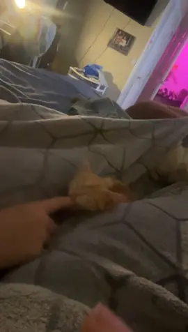 Me when my cat does something weird #kitten #fyp #sleeping #cat