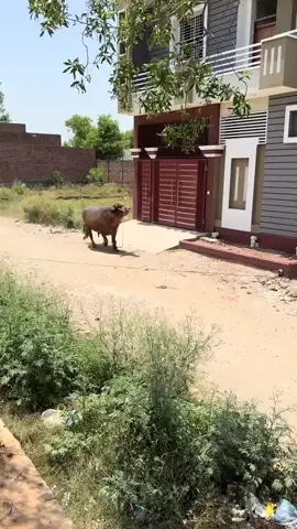 dangerous cow vedio 2026#cowvedio #dangerous #like #foruyou #share 