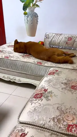 Xiaopang Funny Dog Video 😂😅 Watch till End 😁😀  #xiaopang #funny #dog #dogoftiktok #fyp 