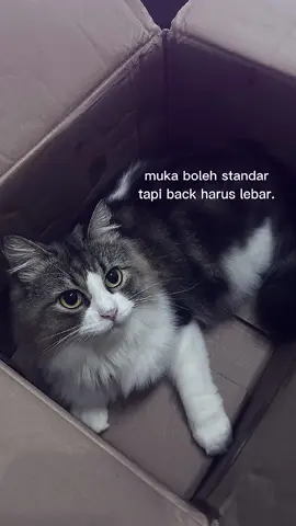 bonus foto lg berak wkwk #kucinglucu #kucingtiktok #fyp #CapCut 