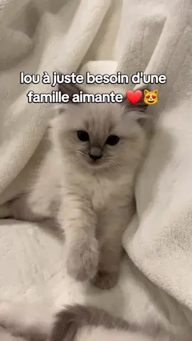 Lou,magnifique chaton ragdoll est maintenant disponible à l'adoption ❤envoyez nous un message privé pour plus de détails #adoption #catsoftiktok #ragdoll #pourtoiii #paris 