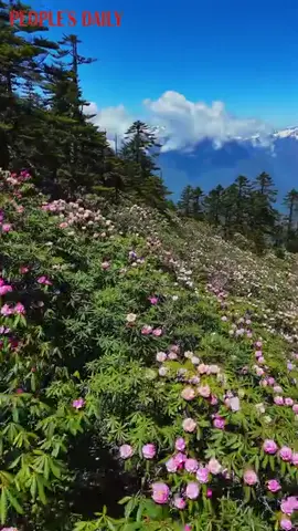 Azalea flowers stretch across the slopes, creating an otherworldly scene against the snow-capped peaks in Nujiang Lisu Autonomous Prefecture, southwest China’s Yunnan Province.