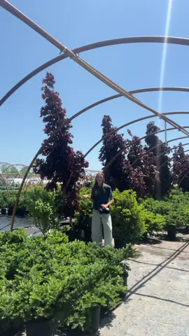 See something you like?! 👀 Add these to your next order using our new ONLINE ORDERING feature! 👏 #greengoods #westmichigan #landscapedesign #landscapersoftiktok #shrubs 