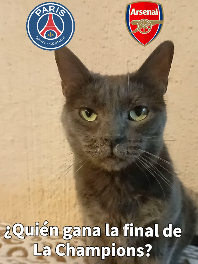 #gatos #championsleague #arsenal #adoptanocompres #animallover 